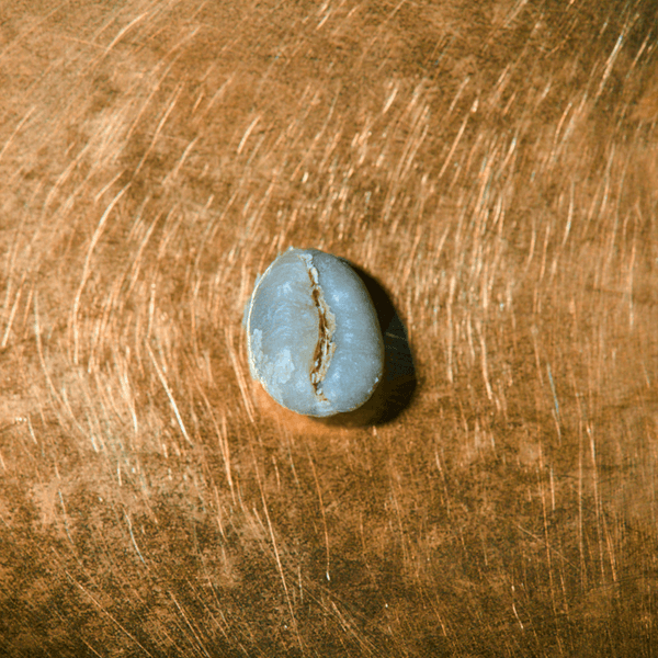 Rohkaffeebohne einzeln Tansania Ngila Estate Barrique Portrait | Die Rösterei Coffeum Hamburg