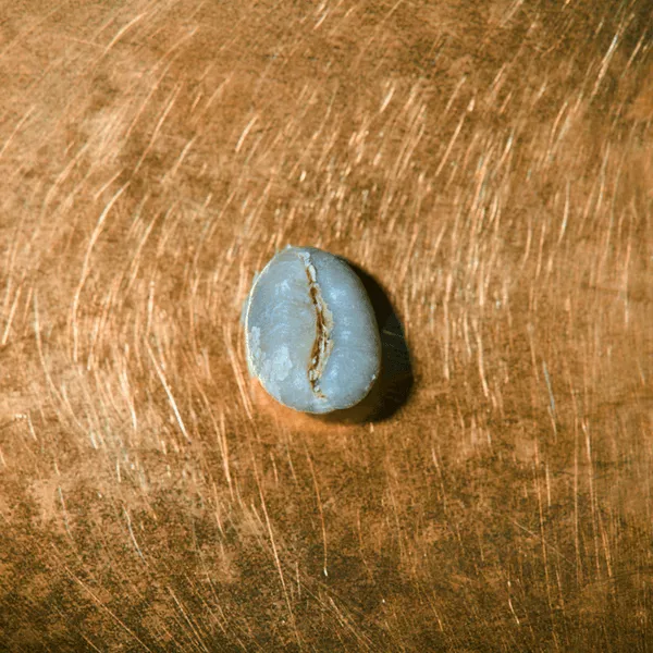 Rohkaffeebohne einzeln Tansania Ngila Estate Barrique Portrait | Die Rösterei Coffeum Hamburg