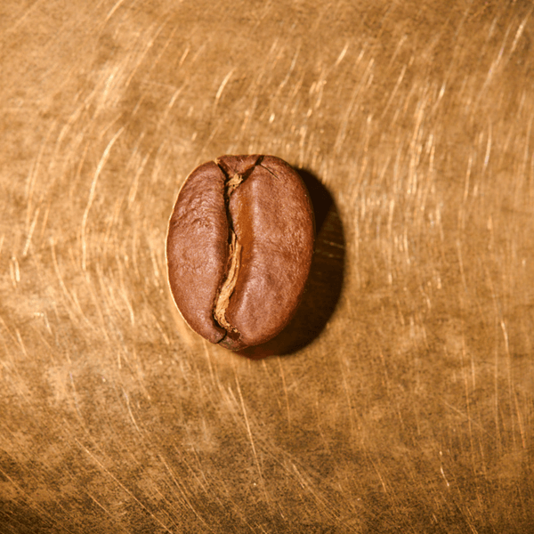 Kaffeebohne geröstet einzeln Indonesien Sumatra Gajo Highland Portrait | Die Rösterei Coffeum Hamburg