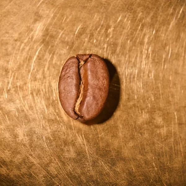 Kaffeebohne geröstet einzeln Indonesien Sumatra Gajo Highland Portrait | Die Rösterei Coffeum Hamburg