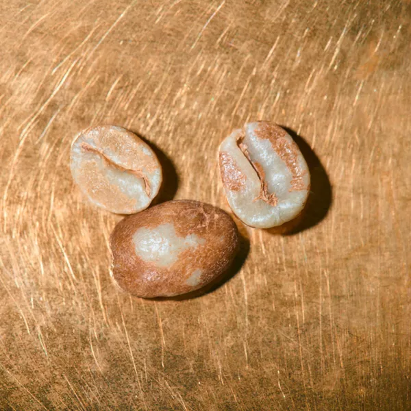 Rohkaffeebohnen Costa Rica Tarrazu Juanachute Portrait | Die Rösterei Coffeum Hamburg