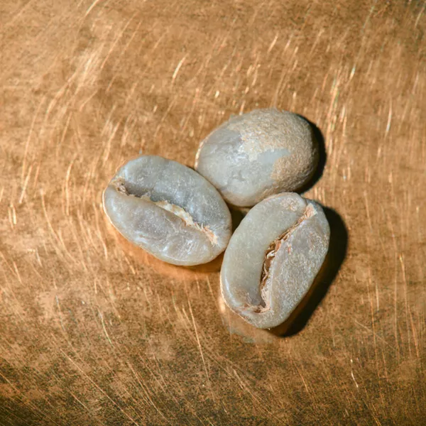 Rohkaffeebohnen einzeln Indien Estate Kalledevarapura Portrait | Die Rösterei Coffeum Hamburg