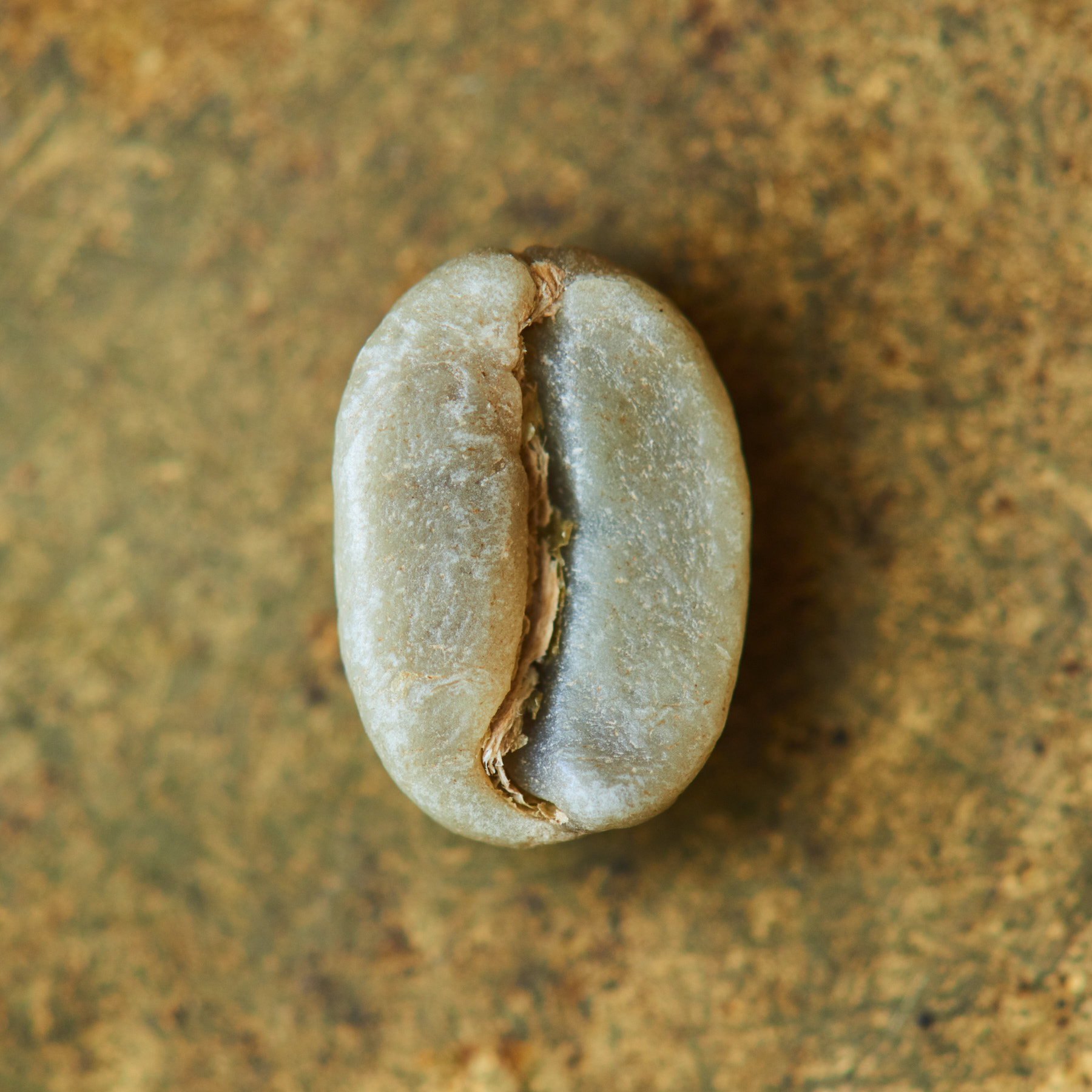 Rohkaffeebohne einzeln Kolumbien El Diviso Pink Bourbon auf goldenem Hintergrund | Die Rösterei Coffeum Hamburg