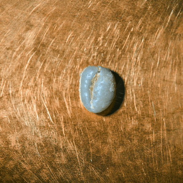 Rohkaffeebohne einzeln Tansania Ngila Estate Pearl Portrait | Die Rösterei Coffeum Hamburg