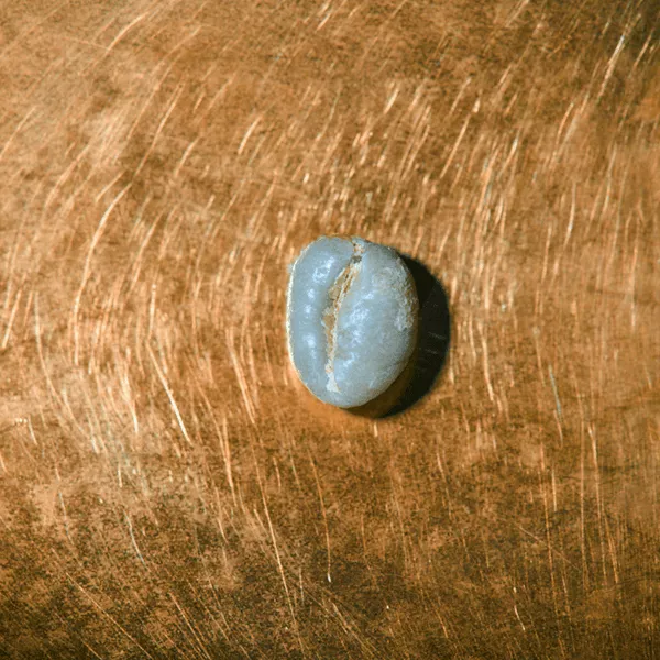 Rohkaffeebohne einzeln Tansania Ngila Estate Pearl Portrait | Die Rösterei Coffeum Hamburg