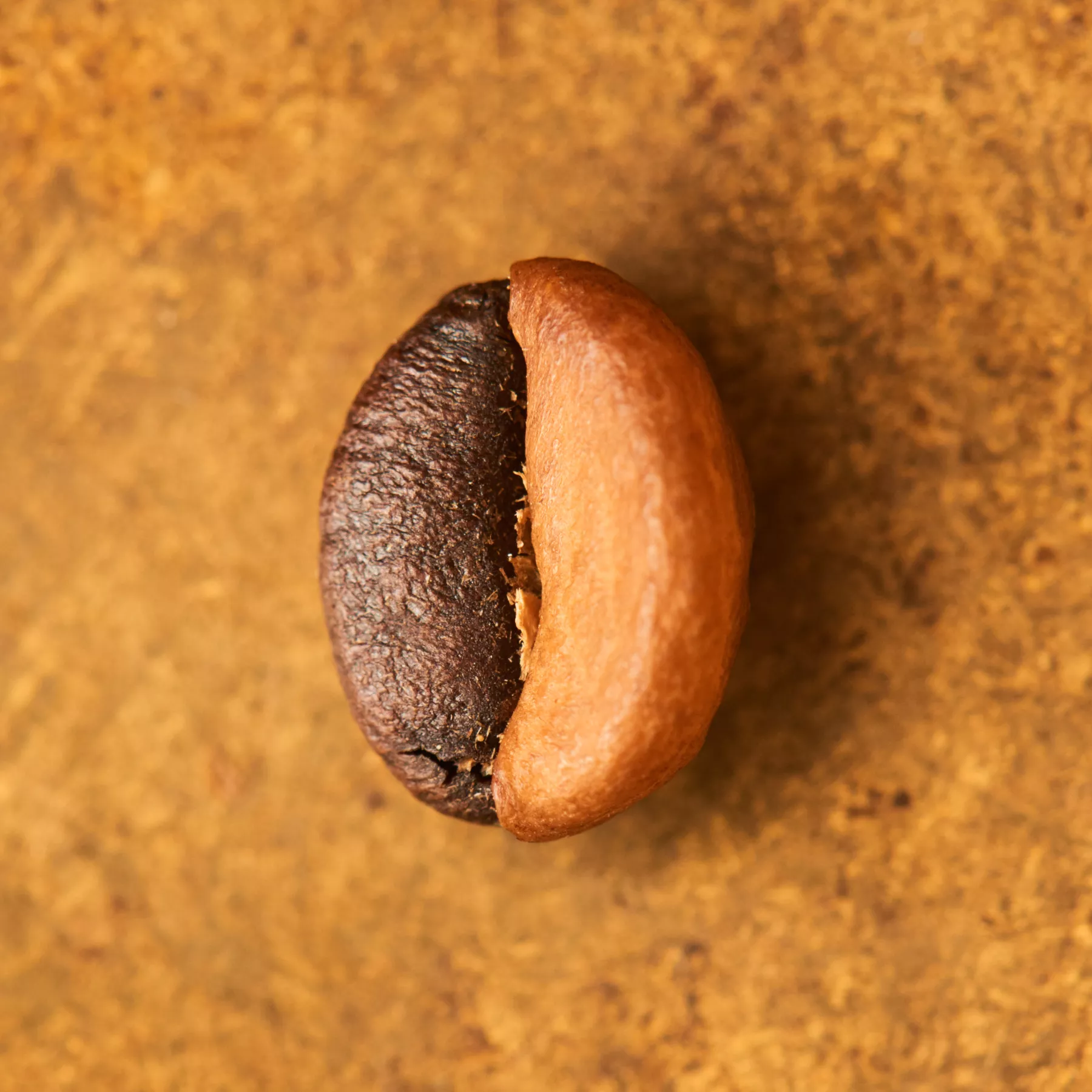 Kaffeebohne geröstet einzeln Blend Espresso Primitivo auf goldenem Hintergrund | Die Rösterei Coffeum Hamburg