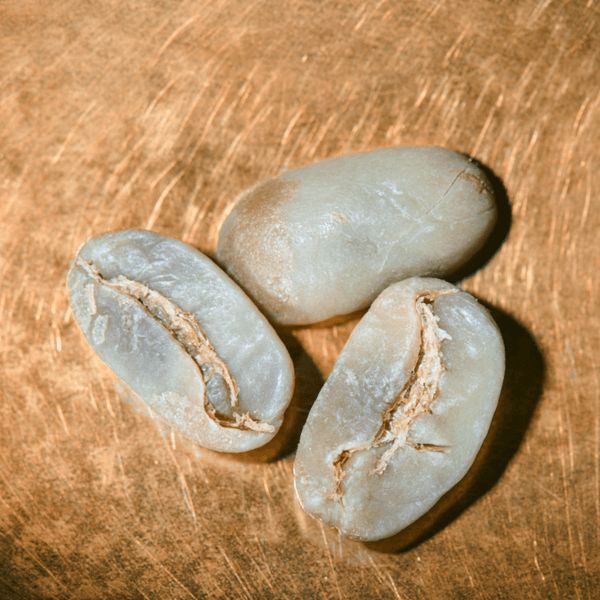 Rohkaffeebohnen einzeln Nicaragua Maragogype Portrait | Die Rösterei Coffeum Hamburg