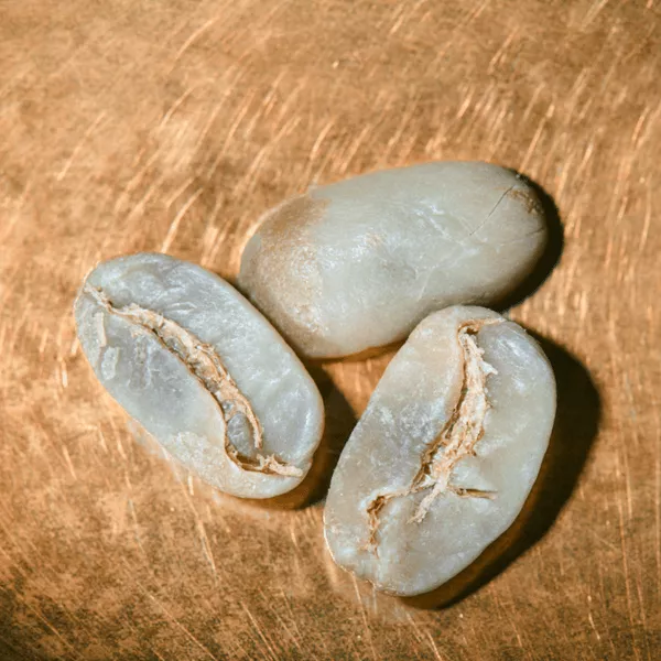 Rohkaffeebohnen einzeln Nicaragua Maragogype Portrait | Die Rösterei Coffeum Hamburg