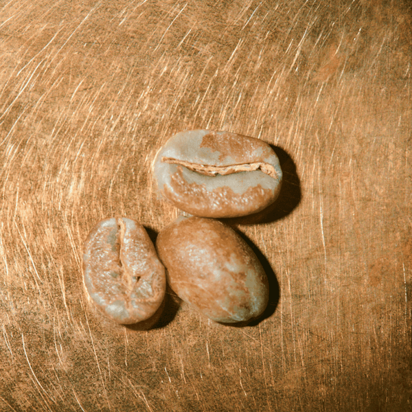 Rohkaffeebohnen einzeln Äthiopien Sidamo Portrait | Die Rösterei Coffeum Hamburg