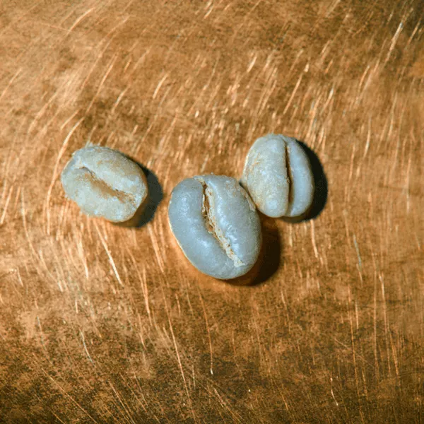 Rohkaffeebohnen einzeln Tansania Ngila Estate Barrique Portrait | Die Rösterei Coffeum Hamburg