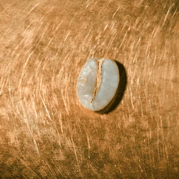 Rohkaffeebohne einzeln Kenia Blue Mountain Portrait | Die Rösterei Coffeum Hamburg