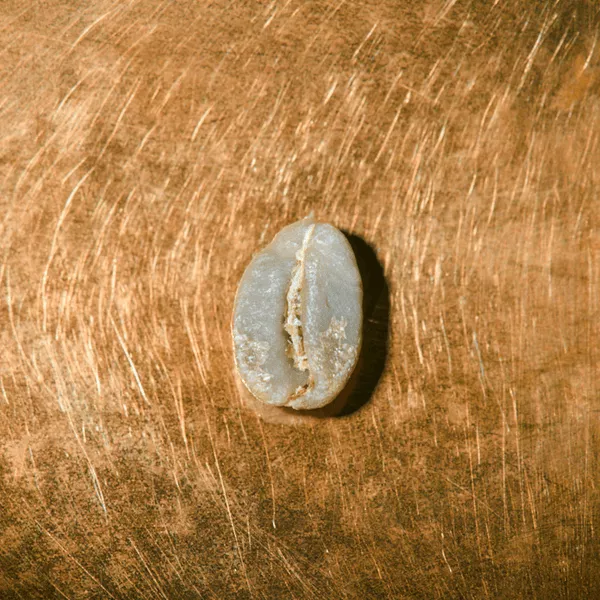 Rohkaffeebohne einzeln Kenia Single Farmkaffee Portrait | Die Rösterei Coffeum Hamburg