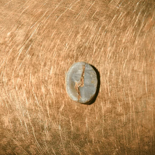 Rohkaffeebohne einzeln Brasilien Fazenda IP COE Rank 5 Portrait | Die Rösterei Coffeum Hamburg