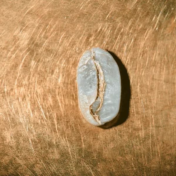 Rohkaffeebohne einzeln Nicaragua Maragogype Portrait | Die Rösterei Coffeum Hamburg