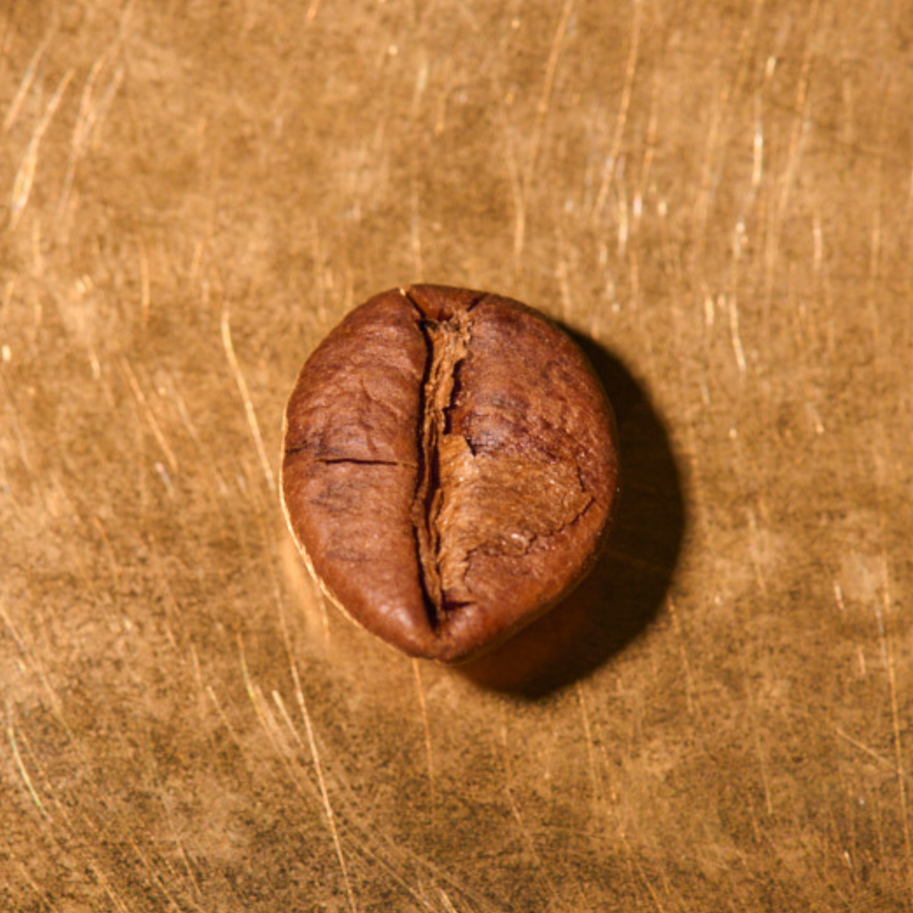 Kaffeebohne geröstet einzeln Blend Espresso Benvenuto auf goldenem Hintergrund | Die Rösterei Coffeum Hamburg