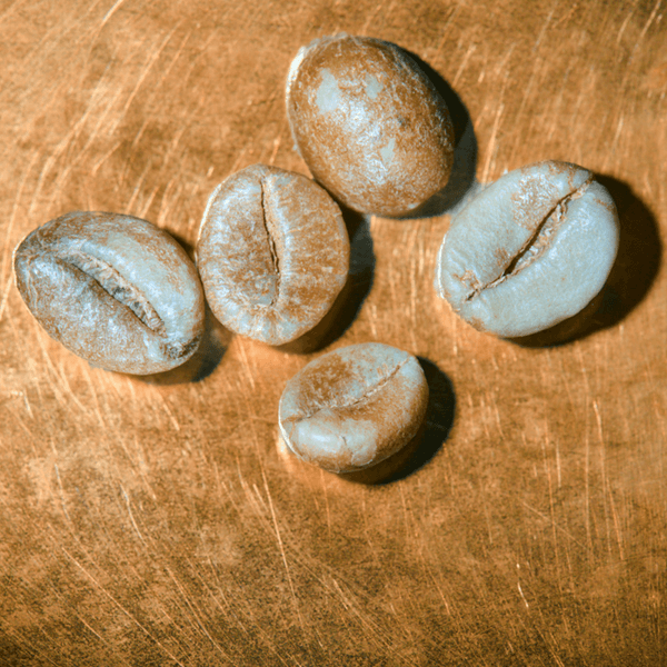 Rohkaffeebohnen Indien R100 - Harley Estate Portrait | Die Rösterei Coffeum Hamburg