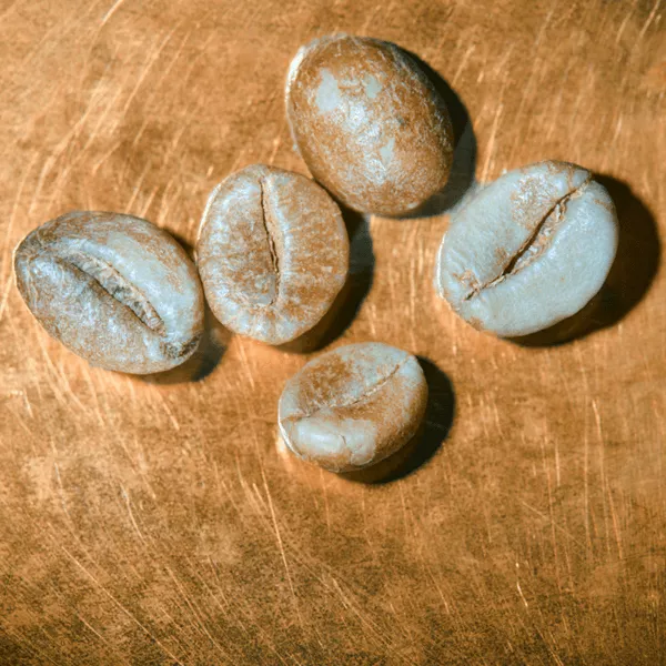 Rohkaffeebohnen Indien R100 - Harley Estate Portrait | Die Rösterei Coffeum Hamburg