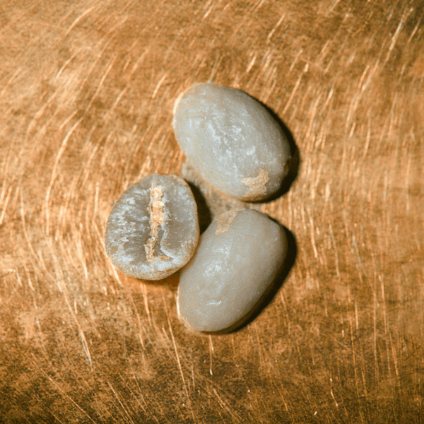 Rohkaffeebohne einzeln Kenia Blue Mountain Portrait | Die Rösterei Coffeum Hamburg