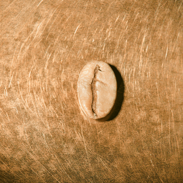 Rohkaffeebohne einzeln Indien Ratnagiri Pearl Mountain auf goldenem Hintergrund | Die Rösterei Coffeum Hamburg