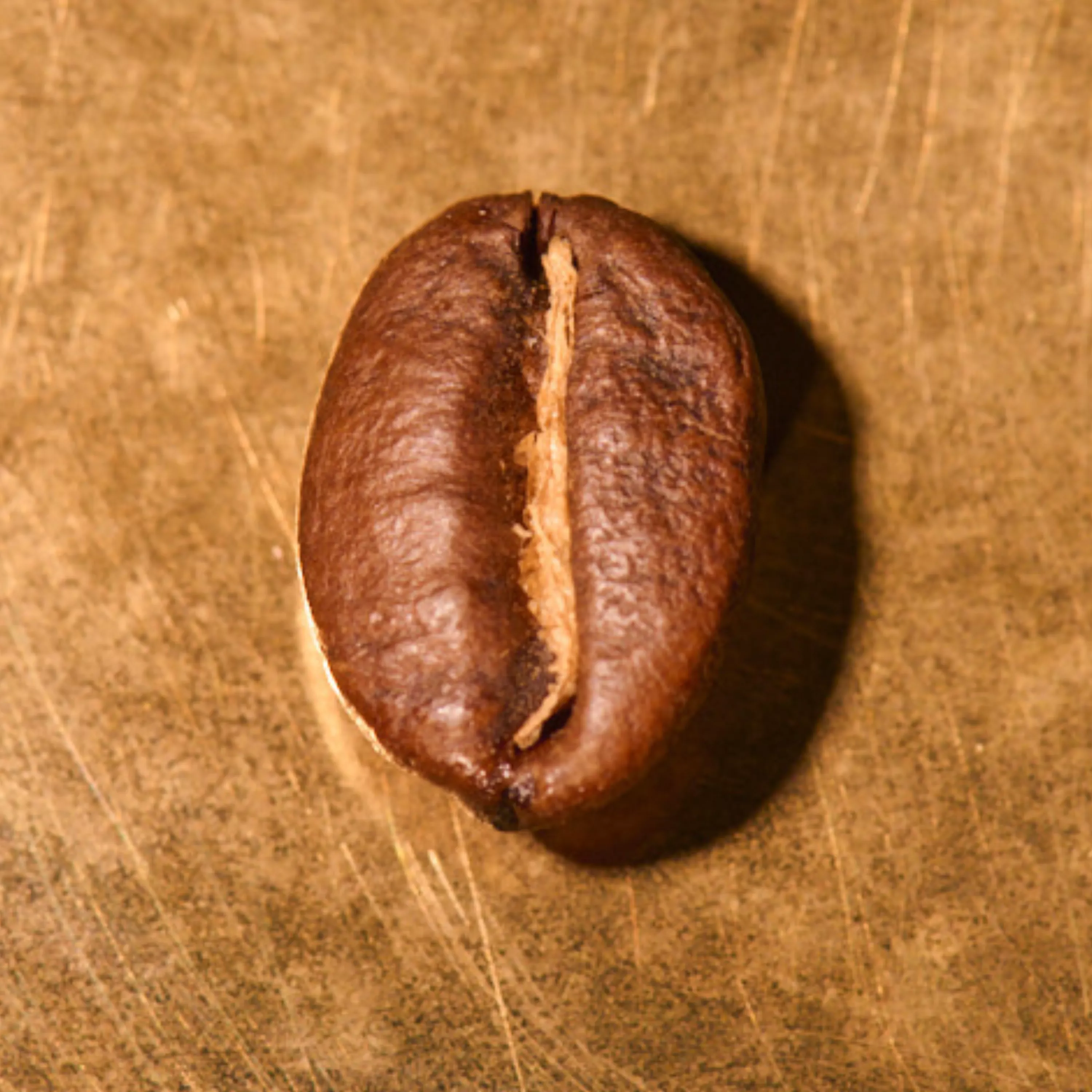 Kaffeebohne geröstet einzeln Blend Hanseaten-Mischung auf goldenem Hintergrund | Die Rösterei Coffeum Hamburg