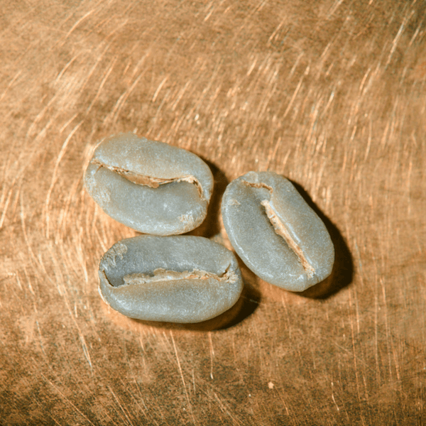 Rohkaffeebohnen einzeln Panama Single Farmkaffee Portrait | Die Rösterei Coffeum Hamburg