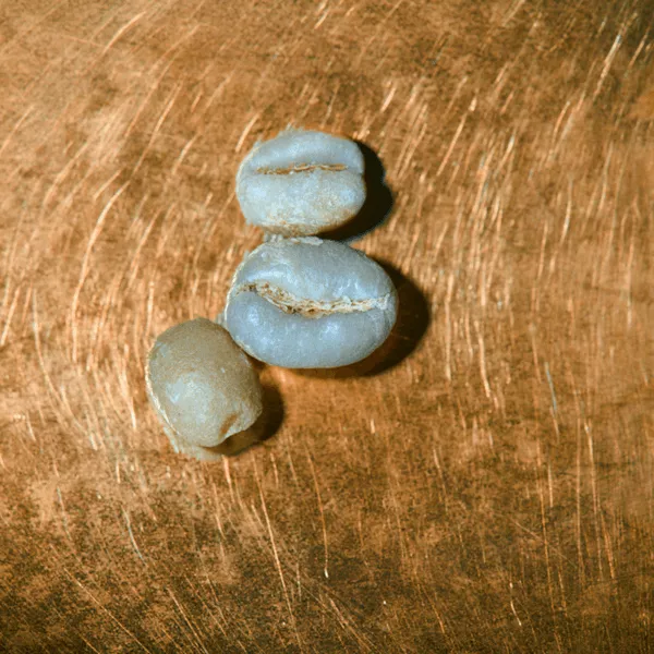 Rohkaffeebohnen einzeln Tansania Ngila Estate Pearl Portrait | Die Rösterei Coffeum Hamburg