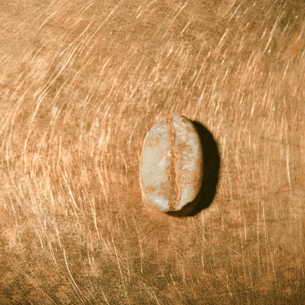 Rohkaffeebohne einzeln Äthiopien Sidamo Portrait | Die Rösterei Coffeum Hamburg