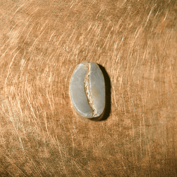 Rohkaffeebohne einzeln Äthiopien Yirgacheffe Portrait | Die Rösterei Coffeum Hamburg