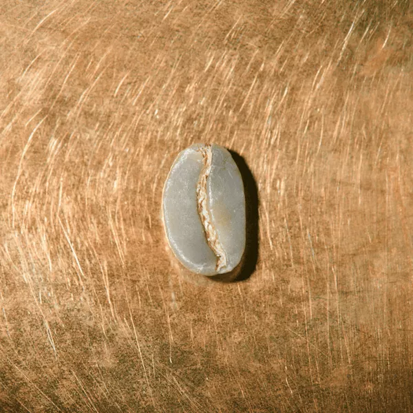 Rohkaffeebohne einzeln Äthiopien Yirgacheffe Portrait | Die Rösterei Coffeum Hamburg