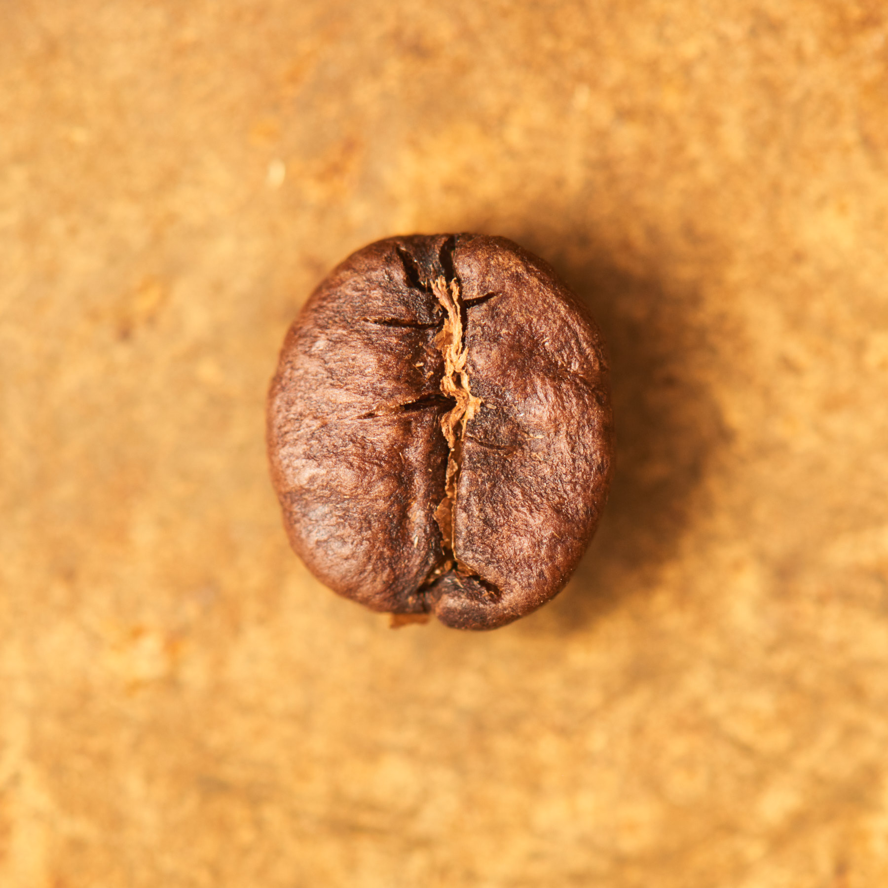 Kaffeebohne geröstet einzeln Brasilien Yellow Bourbon Portrait | Die Rösterei Coffeum Hamburg