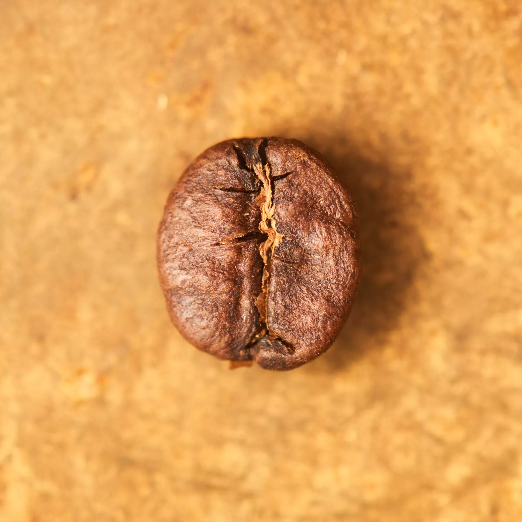 Kaffeebohne geröstet einzeln Brasilien Yellow Bourbon Portrait | Die Rösterei Coffeum Hamburg