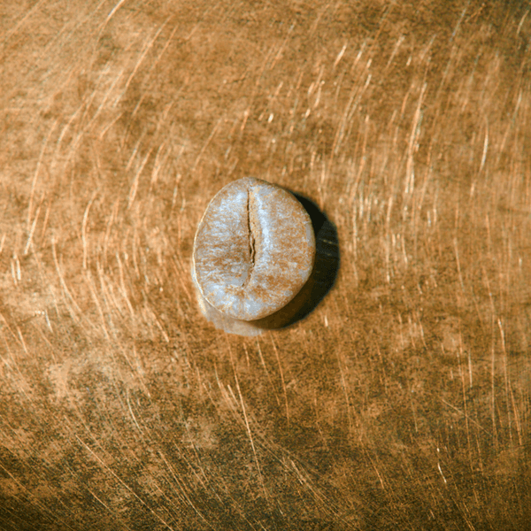 Rohkaffeebohne einzeln Indien R100 - Harley Estate Portrait | Die Rösterei Coffeum Hamburg