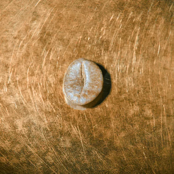 Rohkaffeebohne einzeln Indien R100 - Harley Estate Portrait | Die Rösterei Coffeum Hamburg