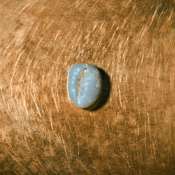 Rohkaffeebohne einzeln Mexiko Las Chicharras School Projekt auf goldenem Hintergrund | Die Rösterei Coffeum Hamburg