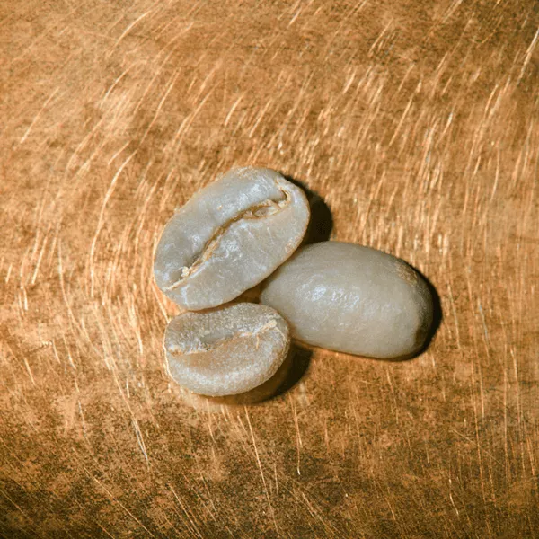 Rohkaffeebohnen Äthiopien Yirgacheffe Portrait | Die Rösterei Coffeum Hamburg