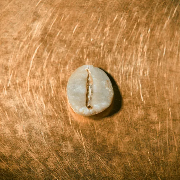 Rohkaffeebohne einzeln Indonesien Sumatra Gajo Highland Portrait | Die Rösterei Coffeum Hamburg