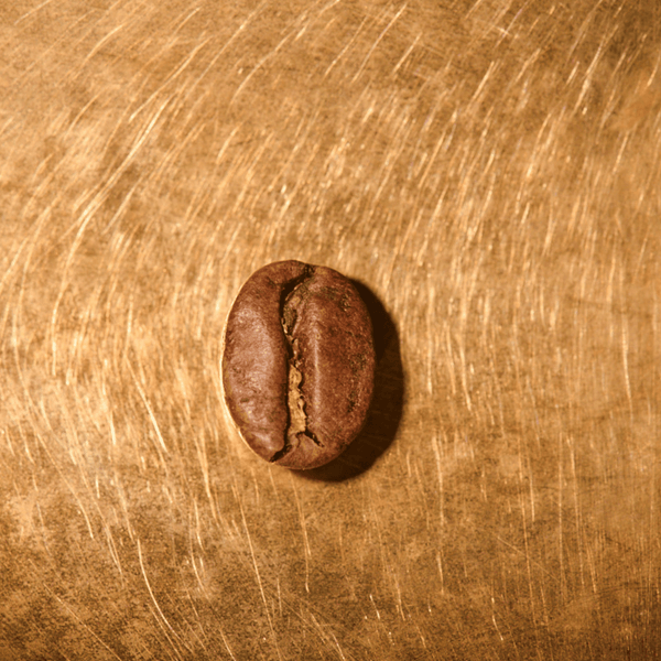 Kaffeebohne geröstet einzeln Kolumbien Excelso Portrait | Die Rösterei Coffeum Hamburg