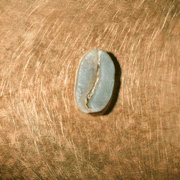 Rohkaffeebohne einzeln Peru Finca Rosenheim Portrait | Die Rösterei Coffeum Hamburg