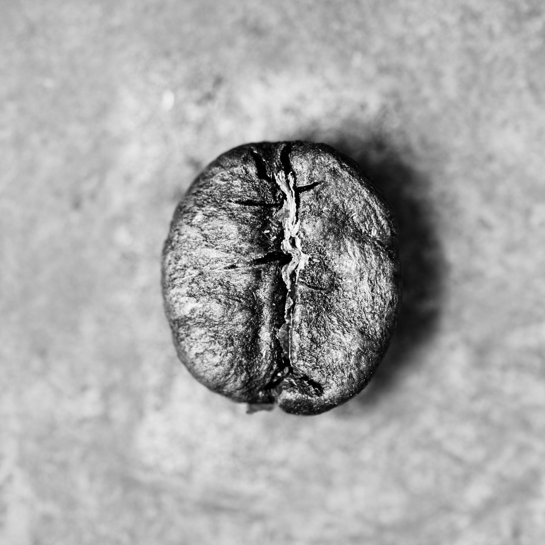 Rohkaffeebohne einzeln Brasilien Yellow Bourbon Portrait | Die Rösterei Coffeum Hamburg