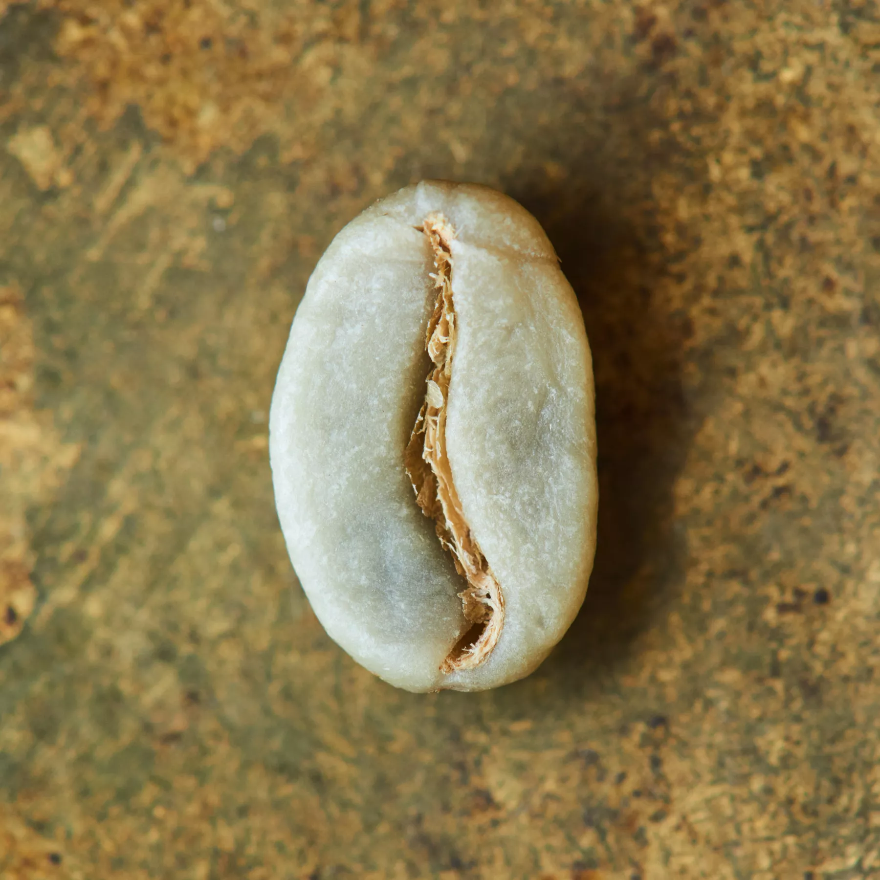 Rohkaffeebohne einzeln Ecuador Cruz Loma Sidra auf goldenem Hintergrund | Die Rösterei Coffeum Hamburg