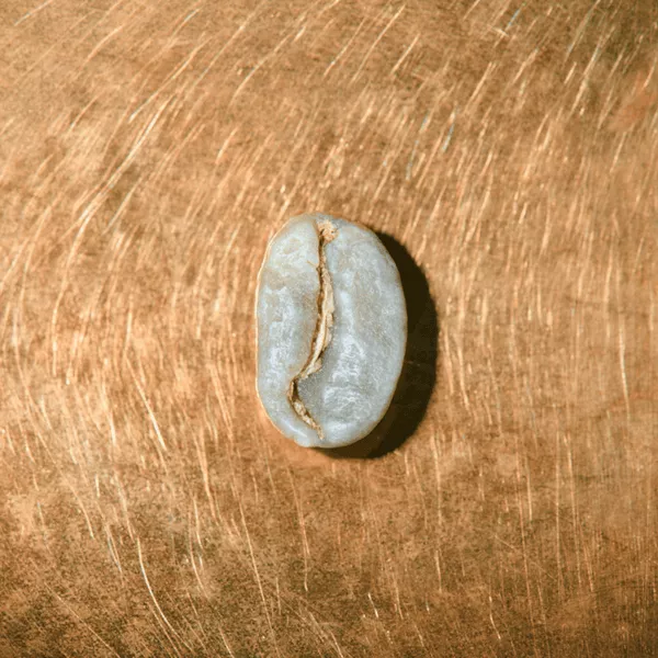 Rohkaffeebohne einzeln Decaf Entkoffeinierter Espresso auf goldenem Hintergrund | Die Rösterei Coffeum Hamburg