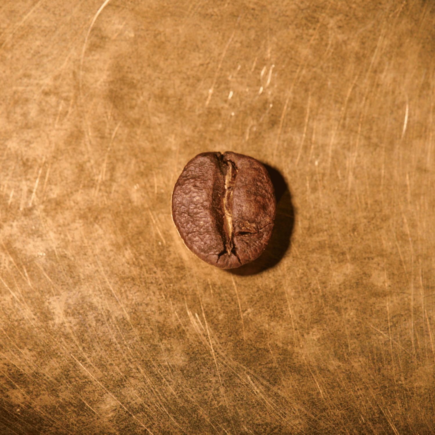 Kaffeebohne geröstet einzeln Brasilien Fazenda Irmas Pereira Lot 12 Portrait | Die Rösterei Coffeum Hamburg