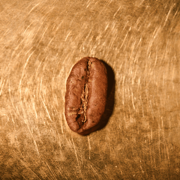 Kaffeebohne geröstet einzeln Kenia Blue Mountain Portrait | Die Rösterei Coffeum Hamburg