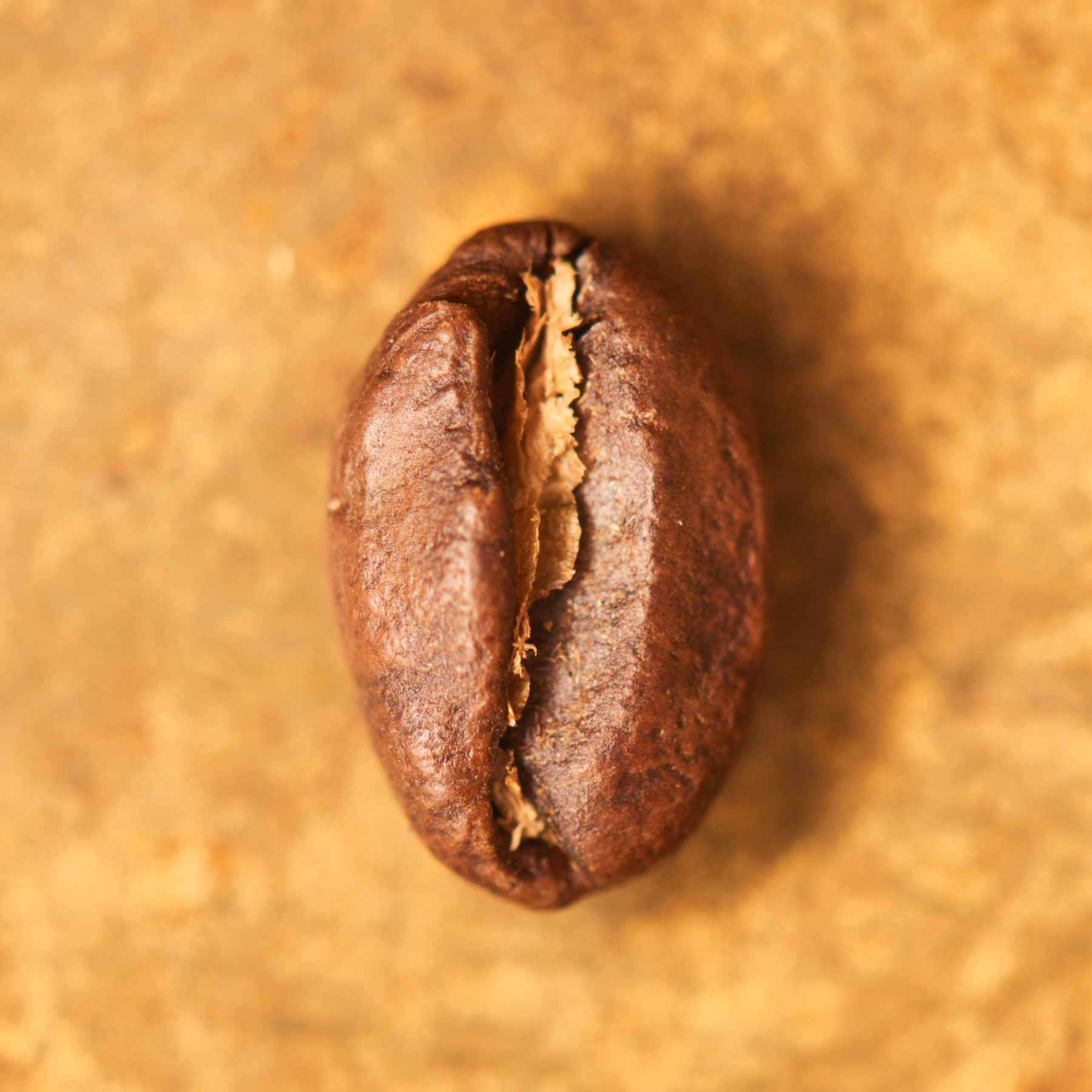 Kaffeebohne geröstet einzeln Kolumbien El Diviso Pink Bourbon auf goldenem Hintergrund | Die Rösterei Coffeum Hamburg