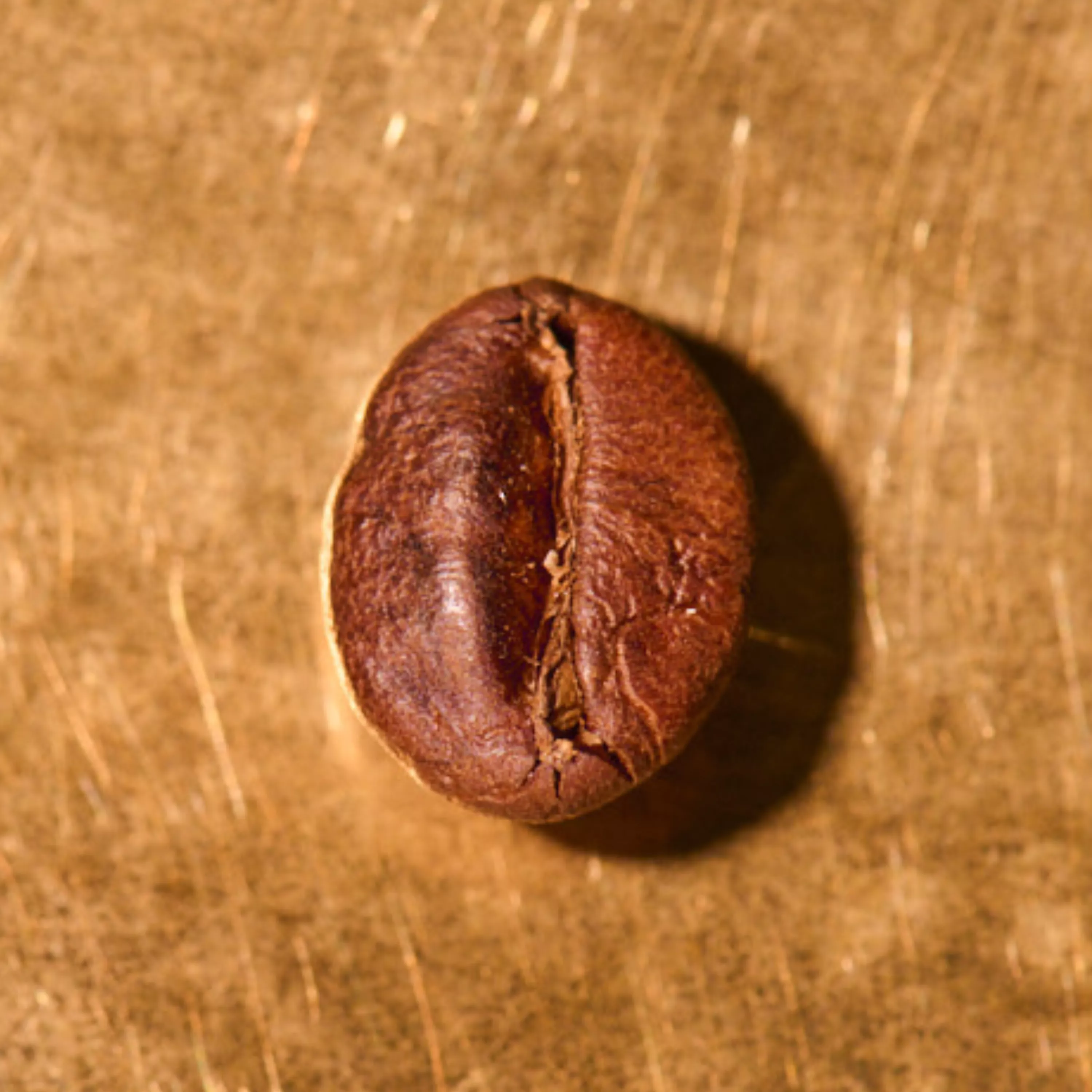 Kaffeebohne geröstet einzeln Blend Espresso Italiano No1 auf goldenem Hintergrund | Die Rösterei Coffeum Hamburg