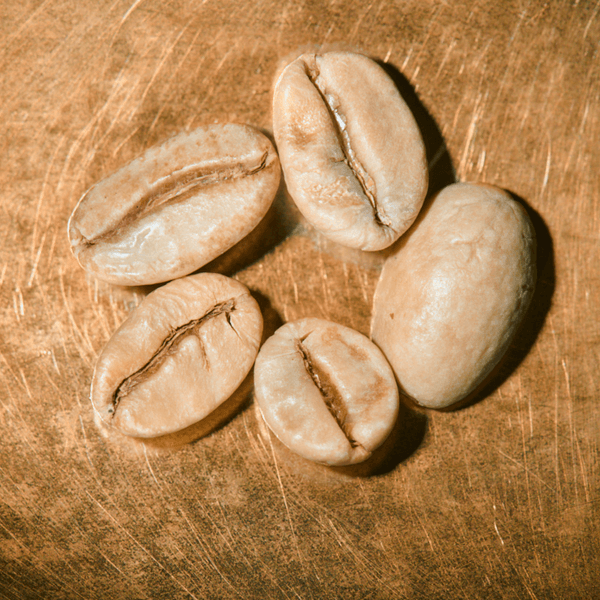 Rohkaffeebohnen Indien Ratnagiri Pearl Mountain auf goldenem Hintergrund | Die Rösterei Coffeum Hamburg