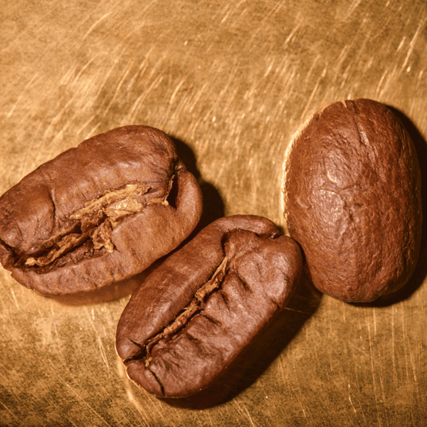 Kaffeebohnen geröstet  Nicaragua Maragogype Portrait | Die Rösterei Coffeum Hamburg