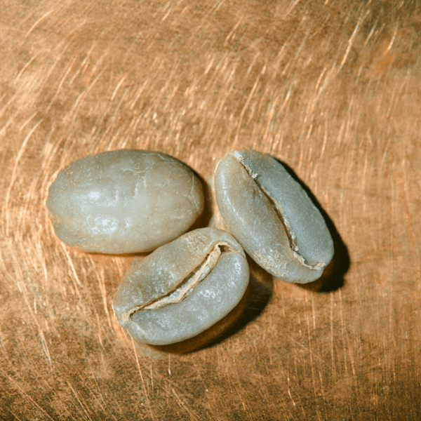 Rohkaffeebohnen einzeln Peru Finca Rosenheim Portrait | Die Rösterei Coffeum Hamburg