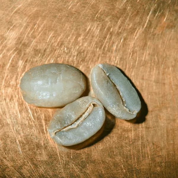 Rohkaffeebohnen einzeln Peru Finca Rosenheim Portrait | Die Rösterei Coffeum Hamburg