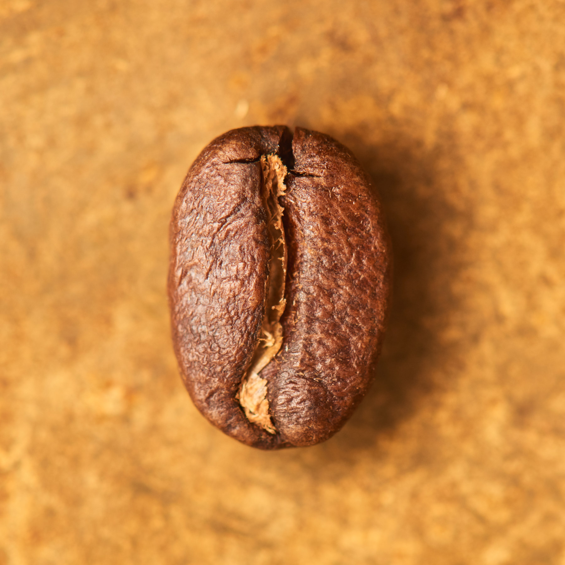 Kaffeebohne geröstet einzeln Kolumbien El Diviso Pink Bourbon auf goldenem Hintergrund | Die Rösterei Coffeum Hamburg